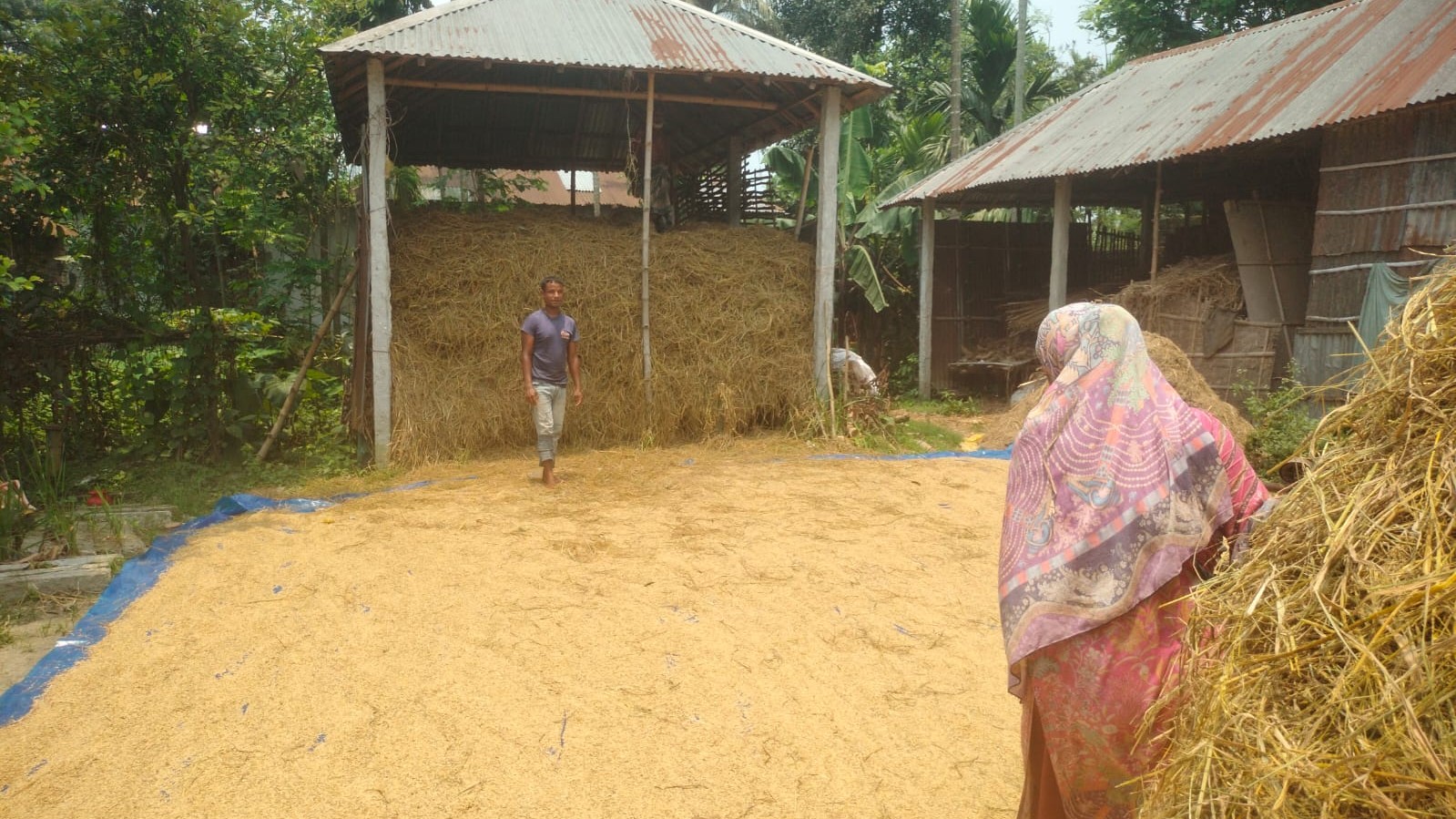 কাঠফাটা রোদ উপেক্ষা করে বোরো ধান মাড়াইয়ে ব্যস্ত কৃষক